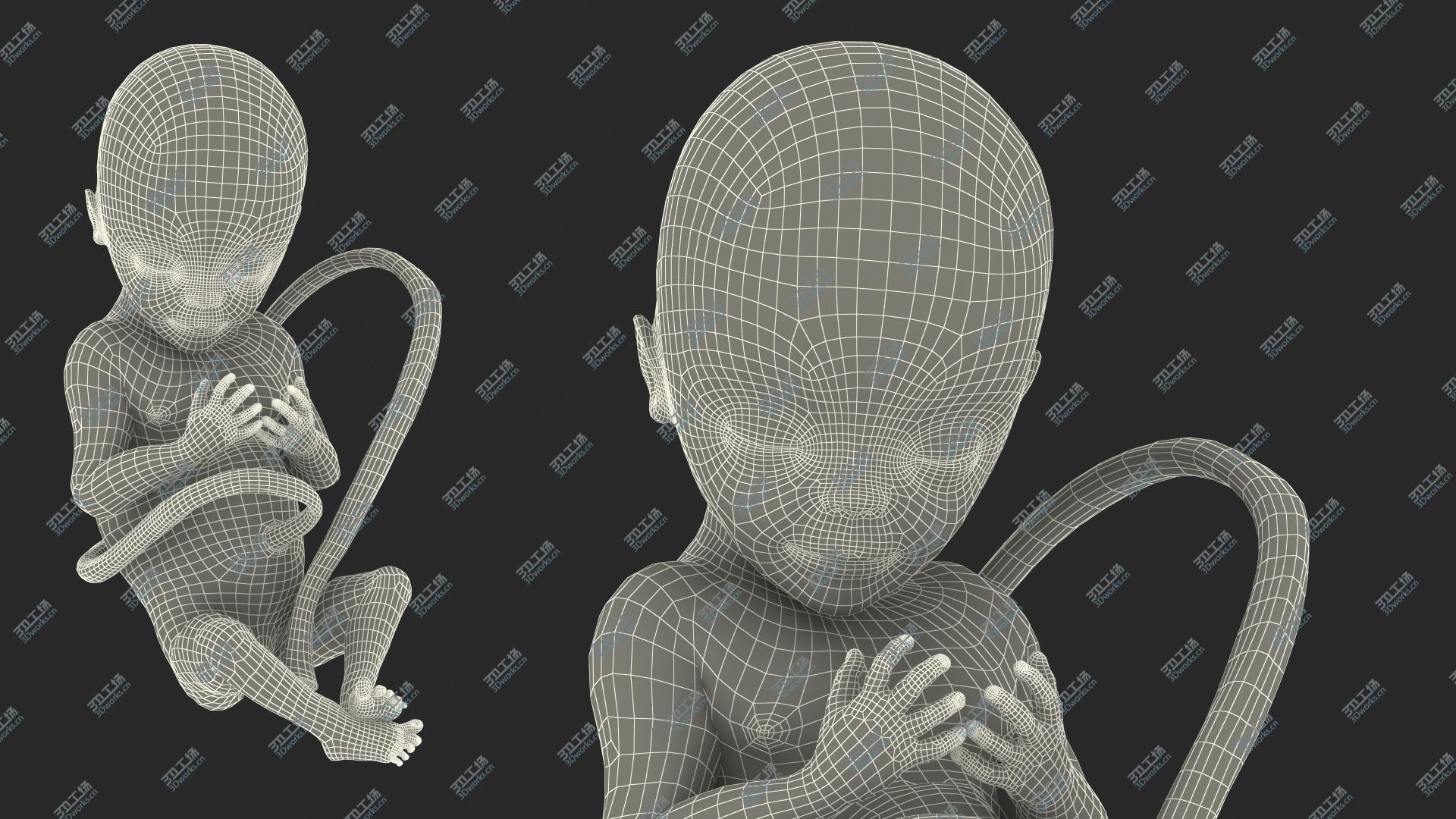 images/goods_img/202104091/3D Human Fetus at 20 Weeks model/3.jpg